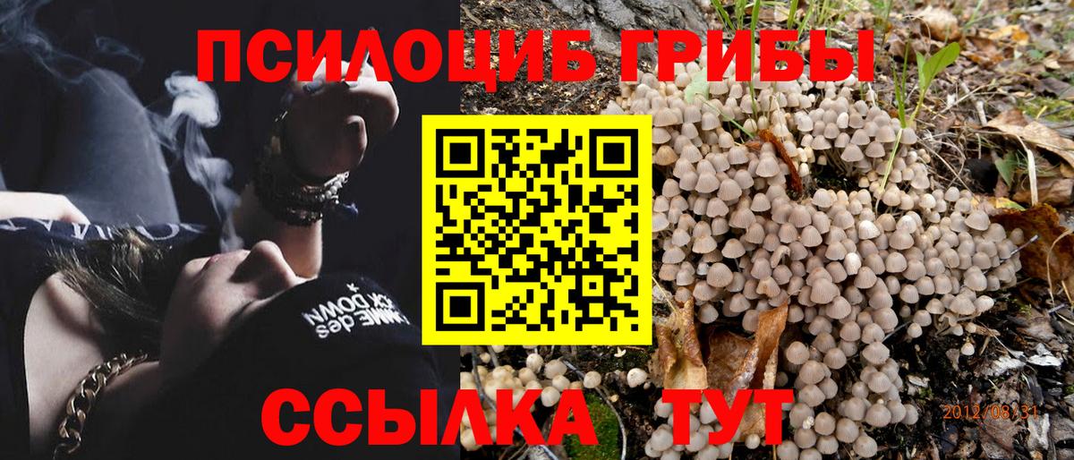 Псилоцибиновые грибы Psilocybe Алейск